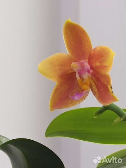 Орхидея фаленопсис