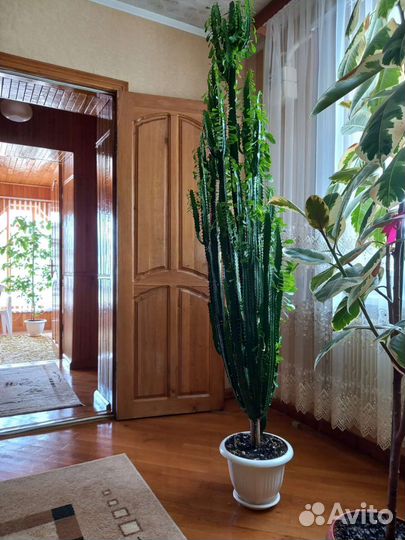 Молочай трехгранный