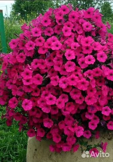 Ампельная петуния