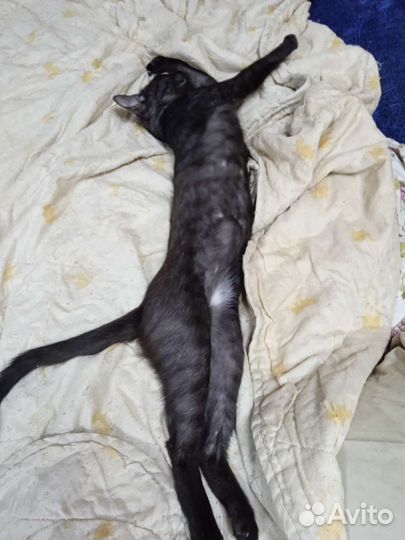 Кот полусфинкс демонический)