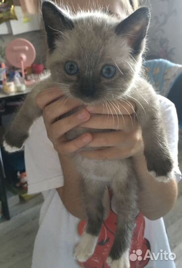 Сиамский котёнок