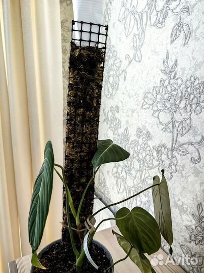 Тотемы для растений