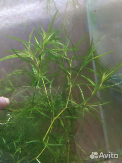 Аквариумные растения