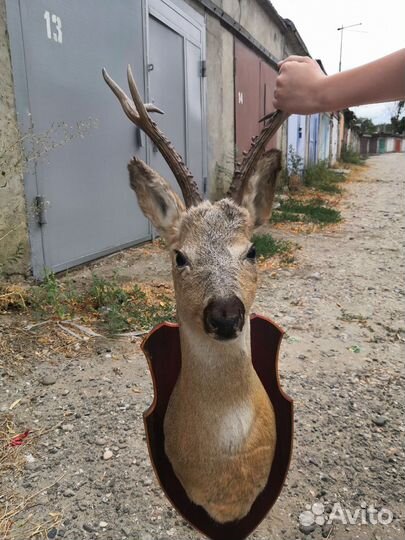 Косуля, куница