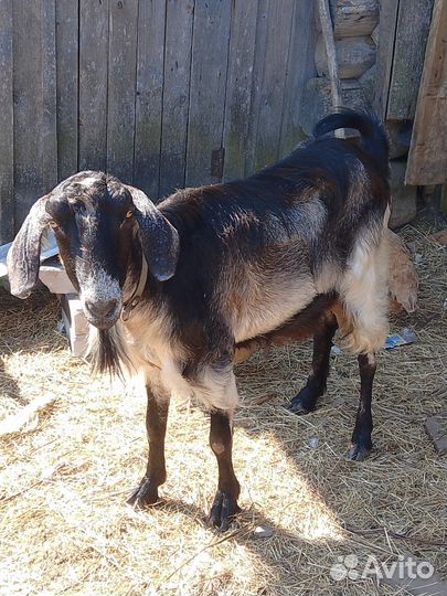 Нубийская коза с козлятами