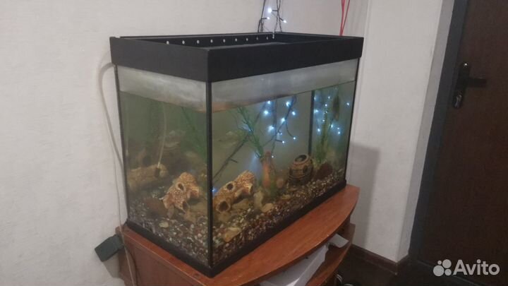 Аквариумные рыбки