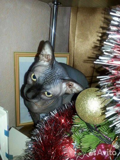 Канадский сфинкс