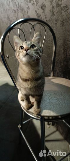 Кот липучка ищет дом