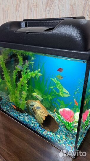 Аквариум 25л с рыбками и всем содержимым