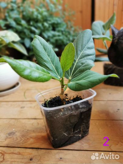 Фикус бенгальский Одри (Андрей)