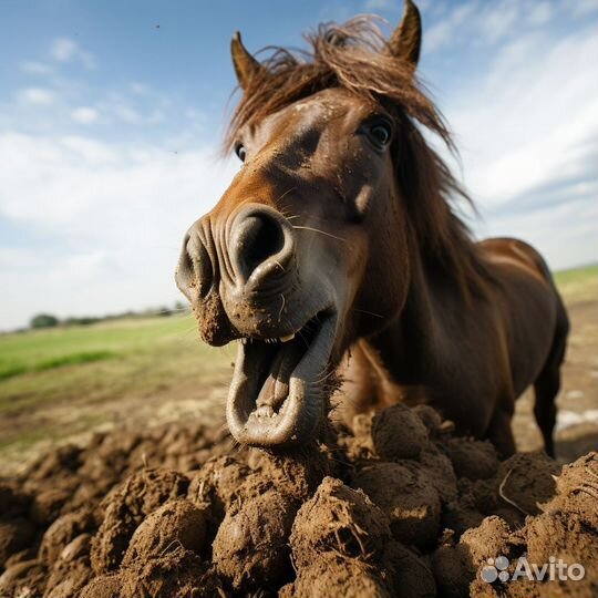 Конский навоз