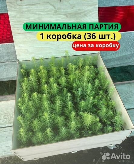 Саженцы сосны зкс от производителя