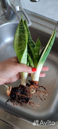 Сансевиерия