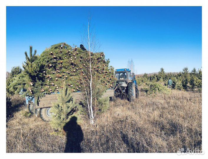 Сосна, ель, пихта, лапник