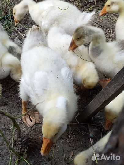 Гуси, Гусята