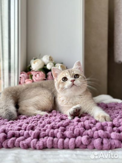 Шикарная кошка золотая лиловая шиншилла су11 шоу