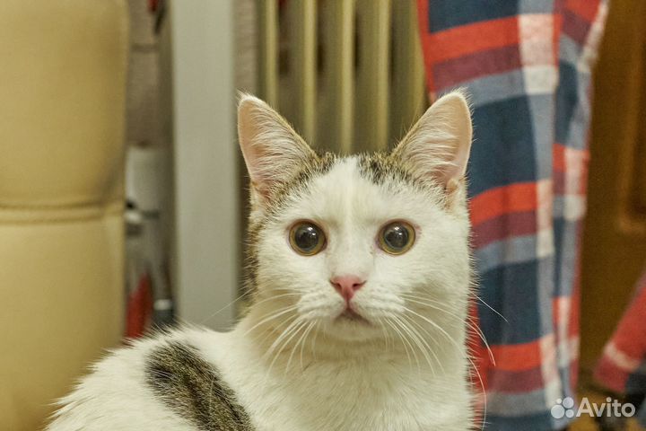 Котёнок Асик