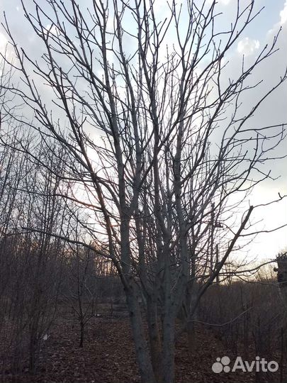 Каштан конский Крупномеры 5-6м