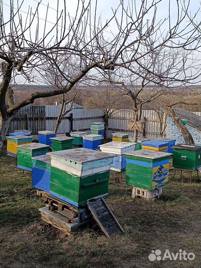 Мëд Урожай 2023