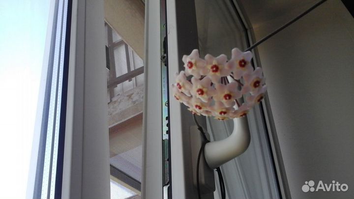 Хойя карноза