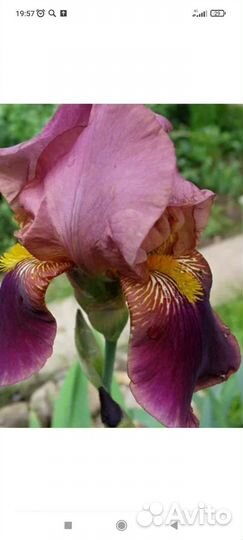 Многолетники