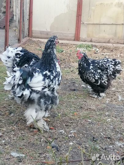 Кохинхин мраморный