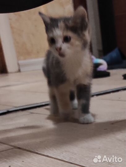 Котята мальчик и девочка