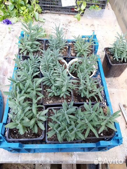 Лаванда многолетник