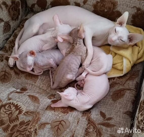 Донской сфинкс котята
