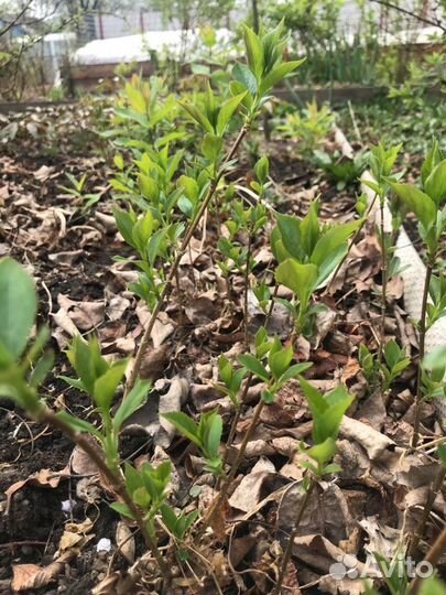 Кустарники, ирисы, лилии, спиреи