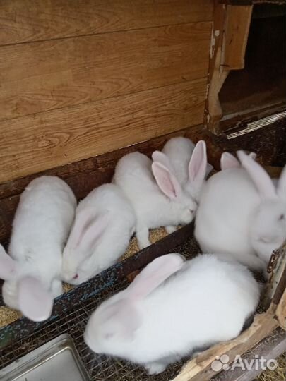 Кролики мясных пород