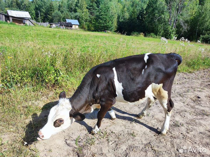 Телка 5 месяцев