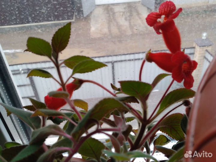 Красивоцветущие растения 1