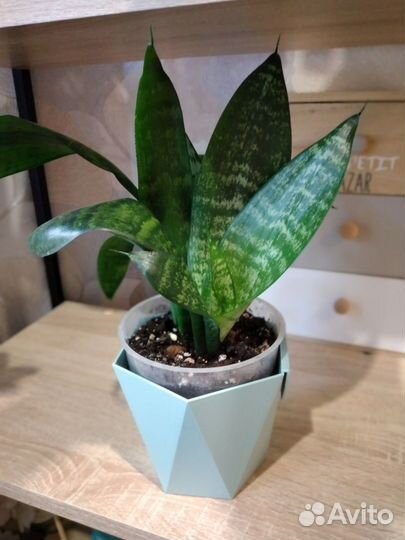 Комнатные растения: сансевиерия, эпипремнум и д.р