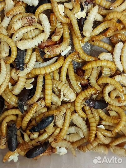 Мучной червь, тараканы, муха дрозофила