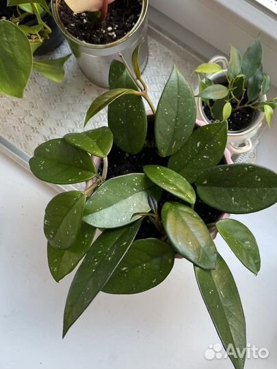 Хойя карноза (мясистая)