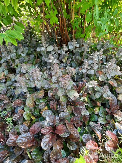 Молочай кипарисовый, очиток, чистец- заячьи ушки