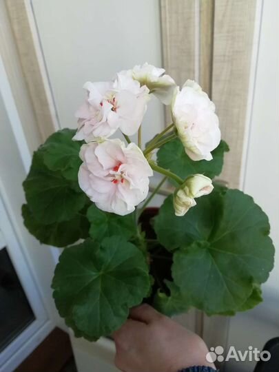 Пеларгония ес-Императрица