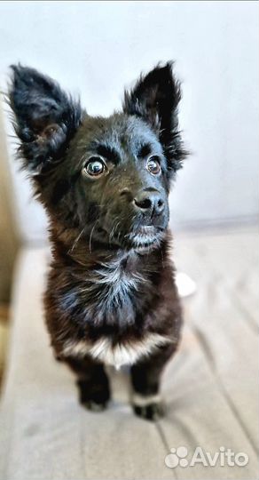 Щенок маленькой собаки в добрые руки