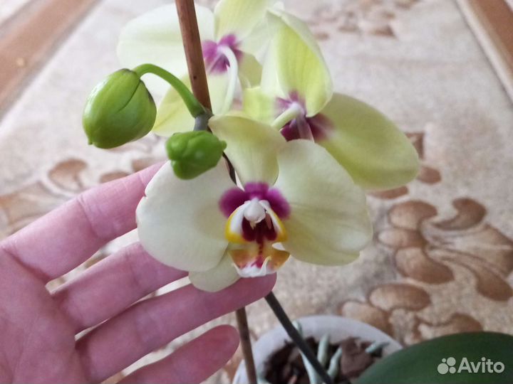 Орхидея фаленопсис