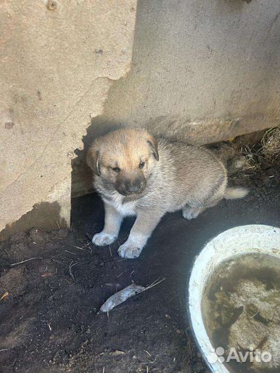 Двортерьер