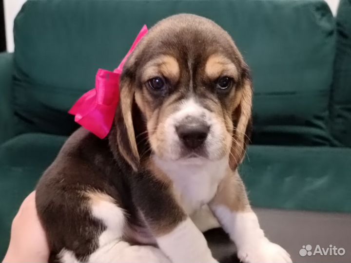 Щенки породы бигль