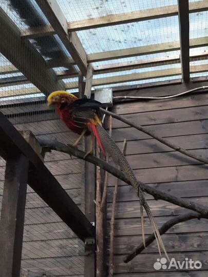 Фазан золотой