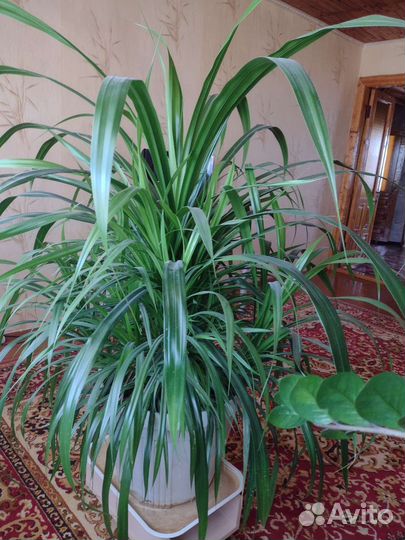 Пальма панданус