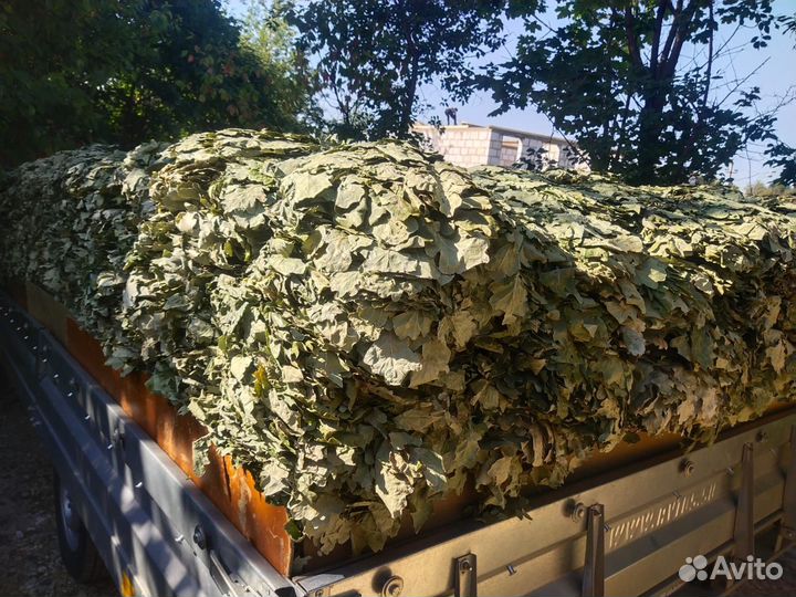 Веники канадский дуб