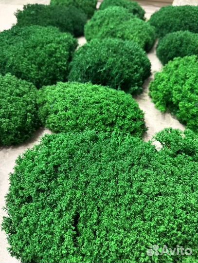 Королевский ягель премиум кочки для вас