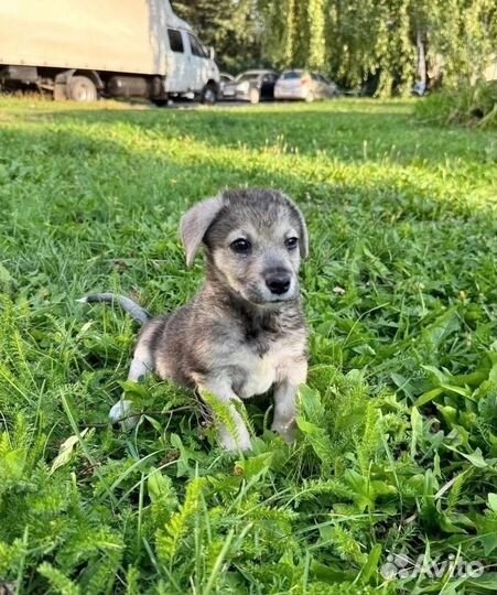 Щенок в добрые руки