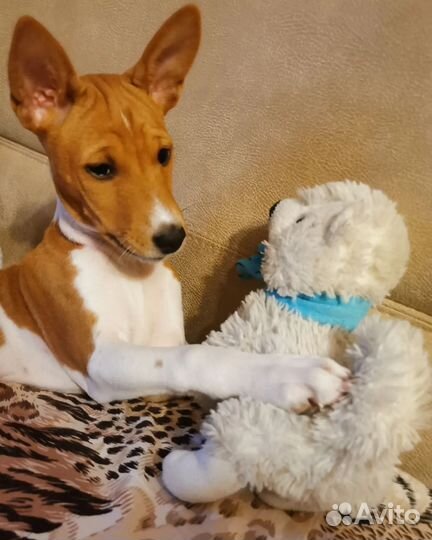 Щенки басенджи