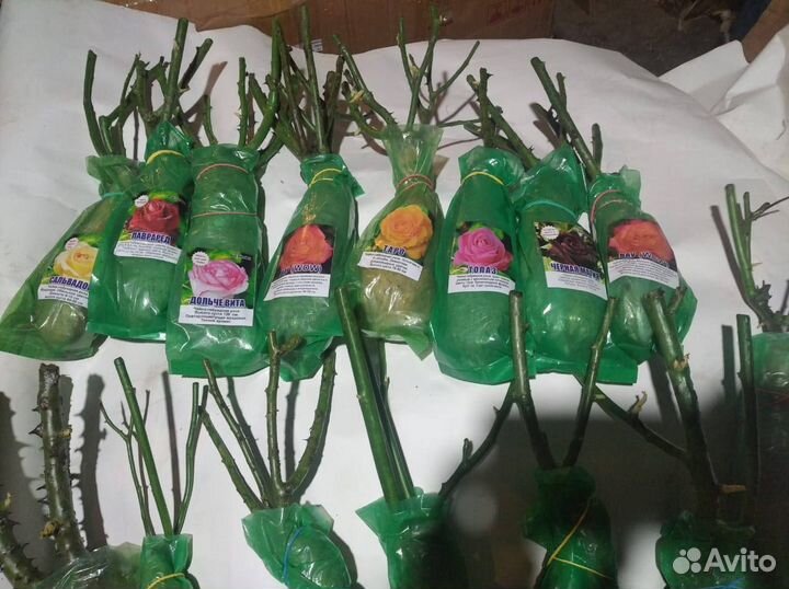 Кустовые розы (Саженцы) цветы