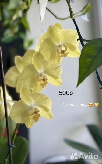 Орхидея,Фикус,Эпипремнум,фиалка,Сингониум,гардения